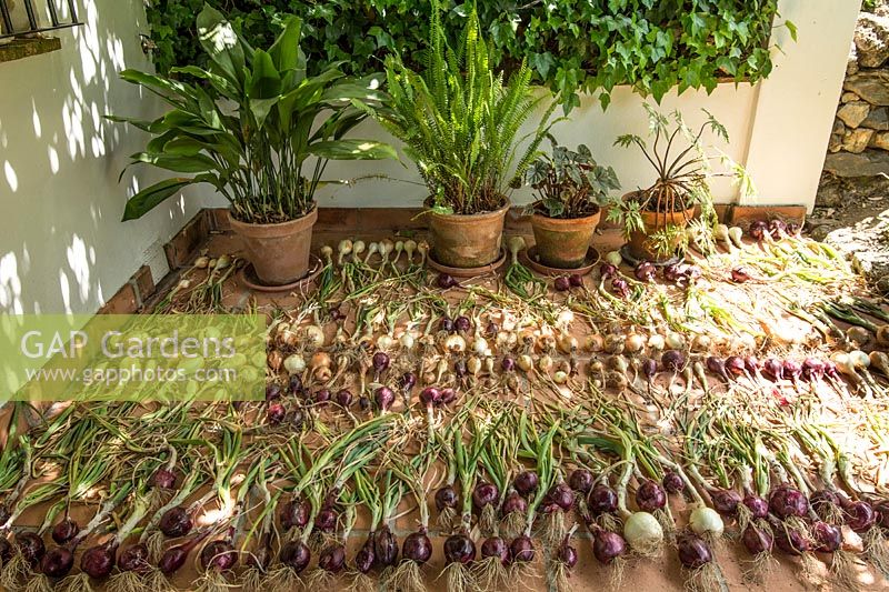 Red and white onions drying on patio after harvesting. La Huerta, Andalucia, Spain
