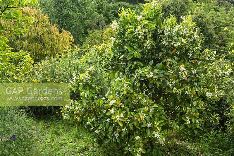 Orange blossom amongst persimmon and avocado trees in an orchard garden, La Huerta, Andalucia, Spain.