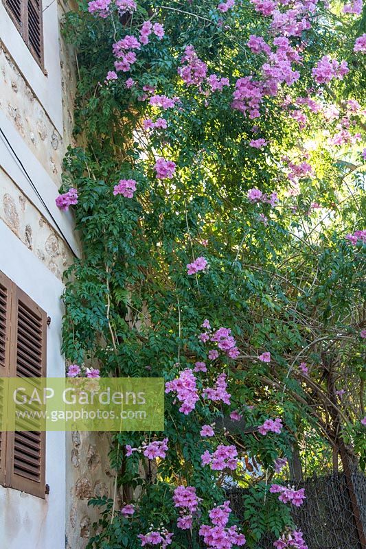 Podranea ricasoliana growing on house wall.  Mallorca, Spain.
