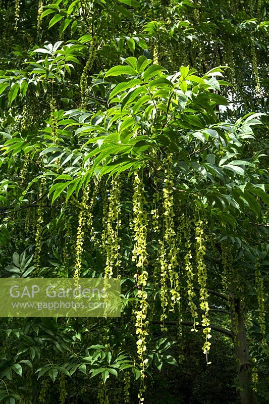 Pterocarya Fraxinifolia - Caucasian Wingnut