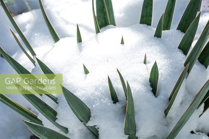 Yucca rostrata under a blanket of protective snow. 