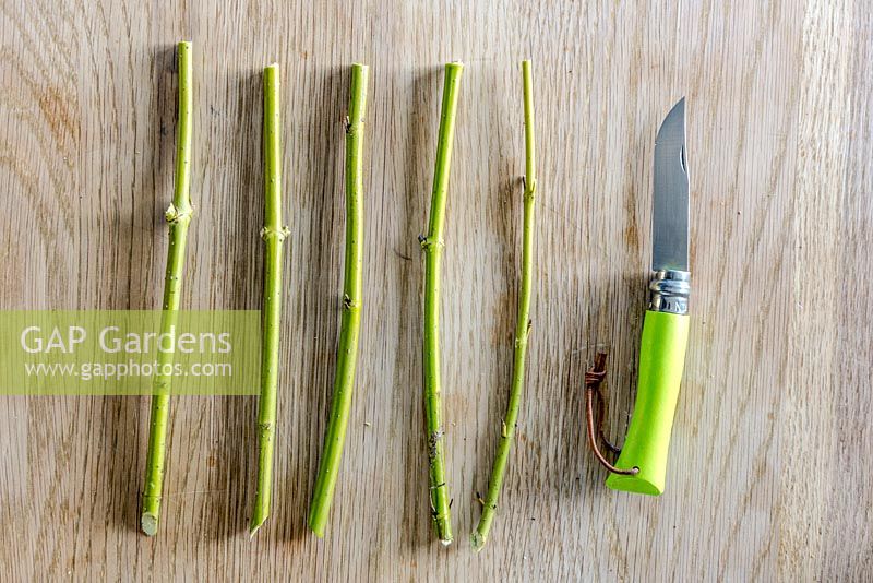 Preparation of Cornus stems for cuttings