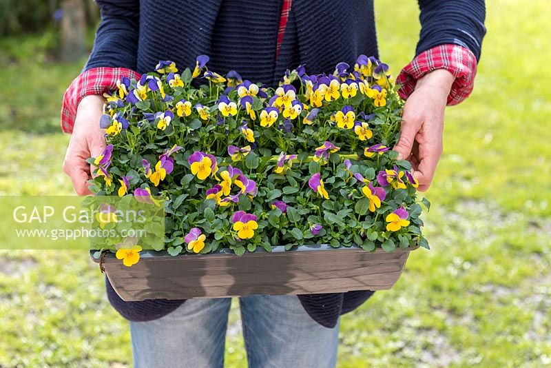 Woman carrying container planted with Viola cornuta