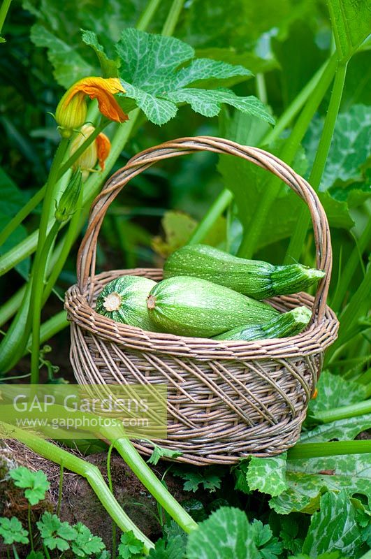 Wicker basket of harvested Cucurbita pepo - courgette, zucchini 
