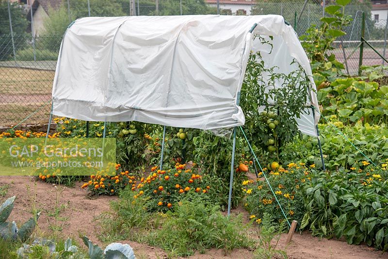 Small greenhouse for tomatoes in a garden