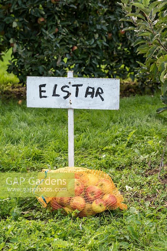 Net bag full of apples 'Elstar' in orchard