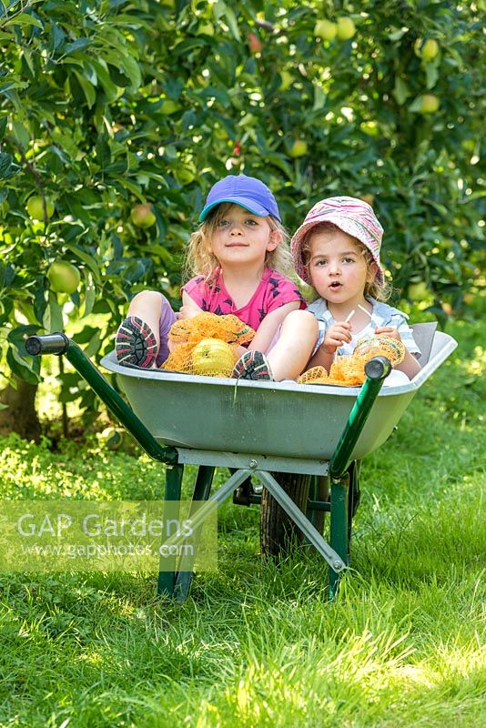 Little girls in a wheelbarrow in an orchard