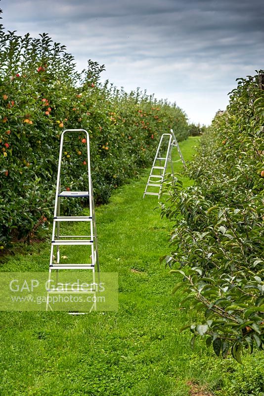 Ladders set up in an orchard for apple harvest. 