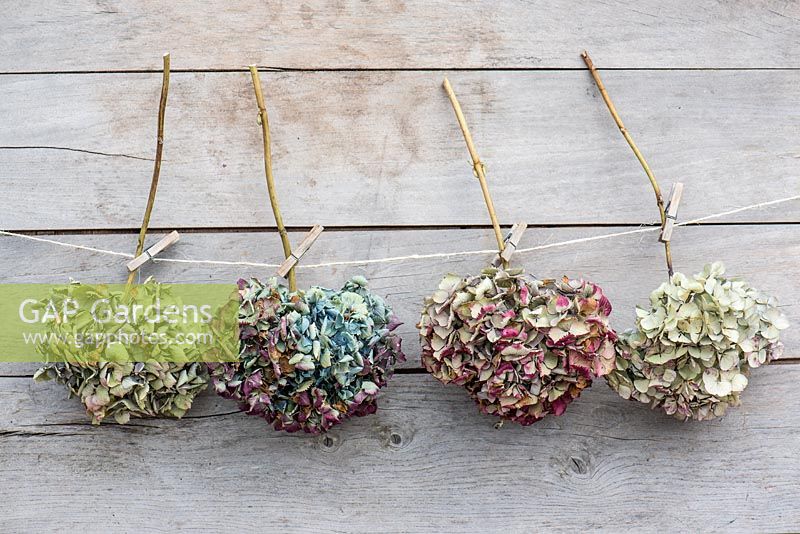 Dried Hydrangea Flowers pegged to string against wood background. 