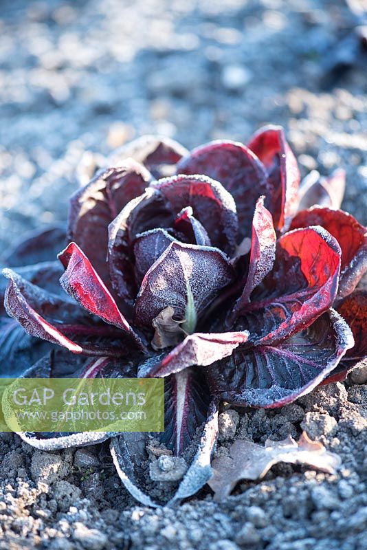 Cichorium intybus 'Rossa di treviso' - red Italian chicory growing in a garden in Winter covered with frost