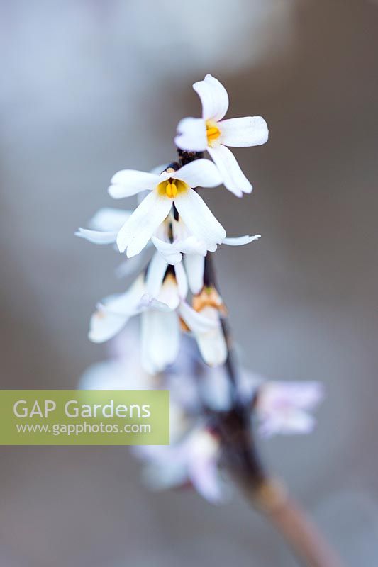 Abeliophyllum distichum Roseum Group - White forsythia 