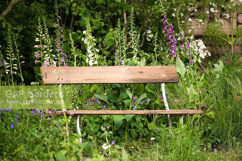 Wooden bench set amongst Digitalis purpurea - foxglove. 'The Welcome to Yorkshire Garden', RHS Chelsea Flower Show 2017. 