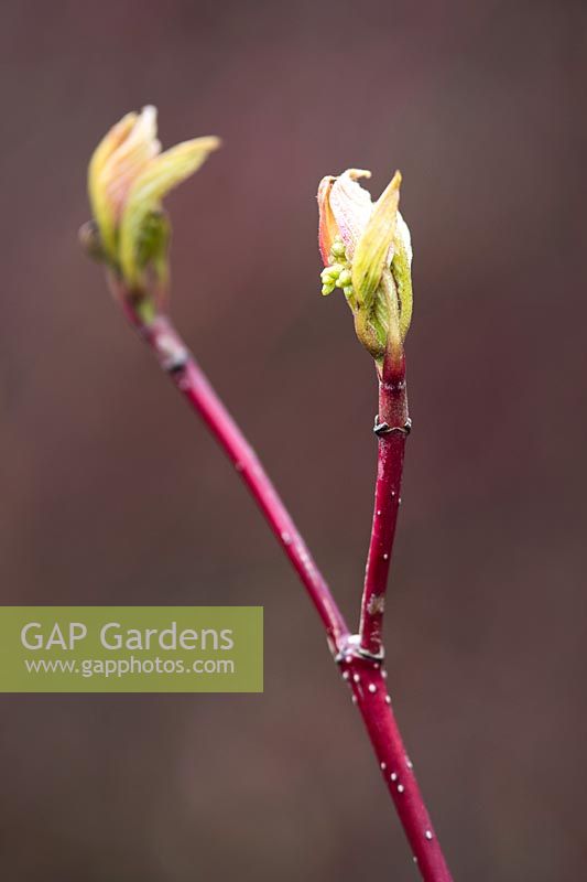 Cornus alba Baton Rouge 'Minbat' - dogwood with leaves in Spring