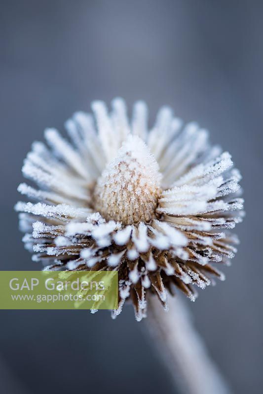 Echinacea purpurea 'Prairie Splendor' covered with frost in Winter