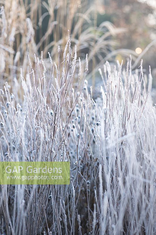 Sanguisorba 'Blackthorn' covered with frost in winter