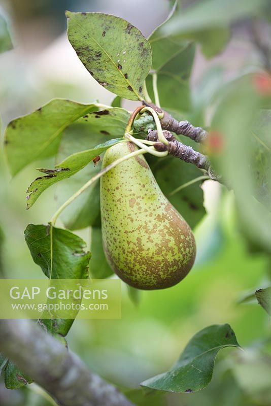 Pyrus communis 'Conference' - pear 