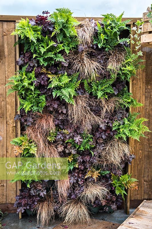 Vertical wall garden with ferns, purple leave heuchera and Carex. 
