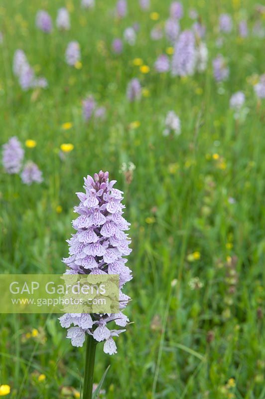 Dactylorhiza maculata - heath spotted-orchid