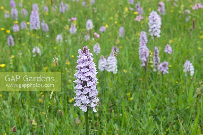 Wild Dactylorhiza maculata - Heath spotted orchid, The Netherlands 