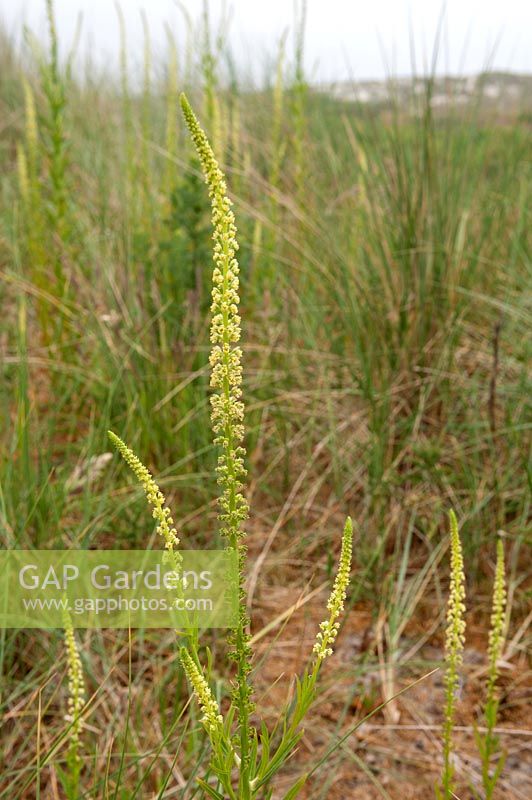 Reseda luteola - Dyer's rocket or Dyer's weed, The Netherlands