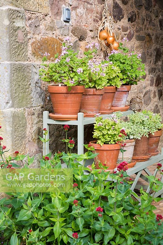 Pots of pelargoniums  on wooden plant stand. 