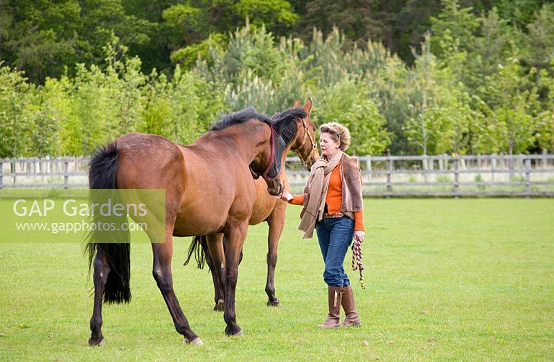 Anna Dalrymple with horses, East Lothian, Scotland, UK