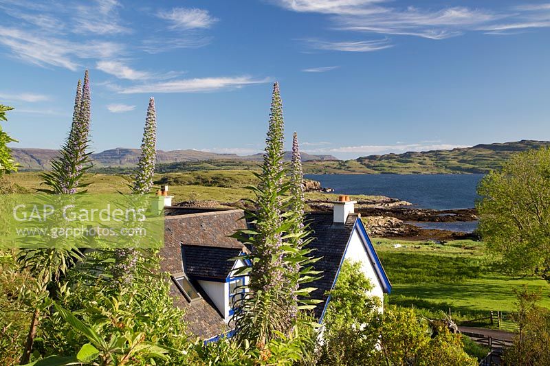Echium pininana and house to Loch Tuath and Isle of Ulva, Argyll, Scotland, UK