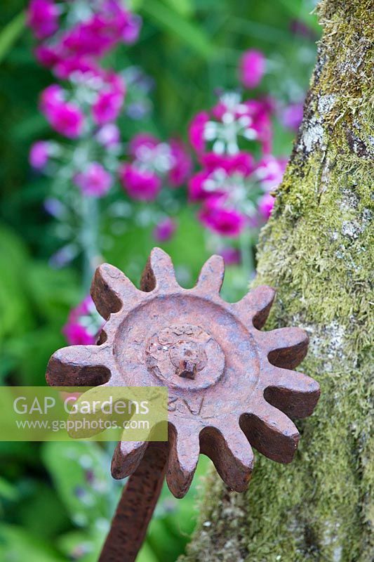 Old cog and shaft by tree with Primula pulverulenta