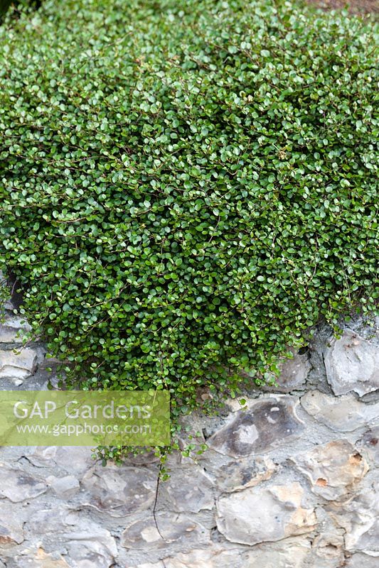 Muehlenbeckia complexa - Australian ivy