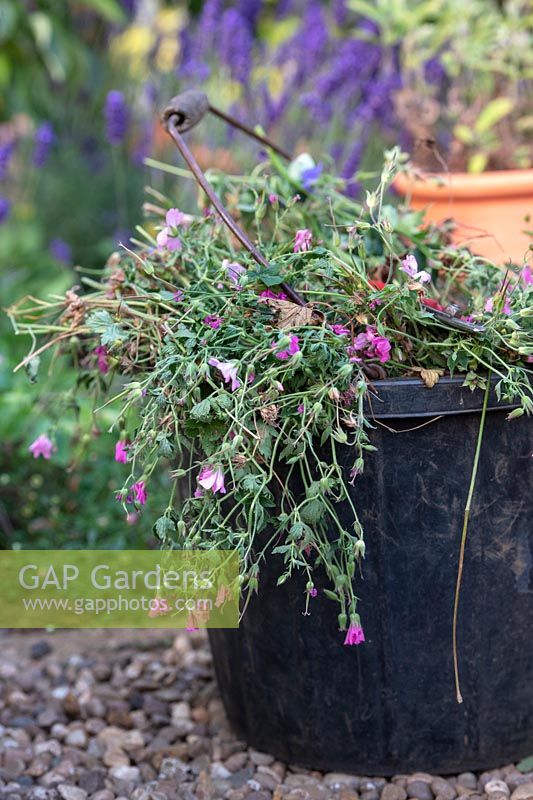 Cut back geraniums in bucket
