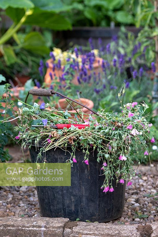 Cut back geraniums in bucket
