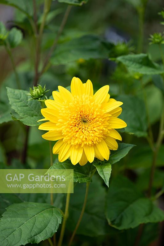 Heliopsis 'Happy days' -  Dwarf Perennial Sunflower