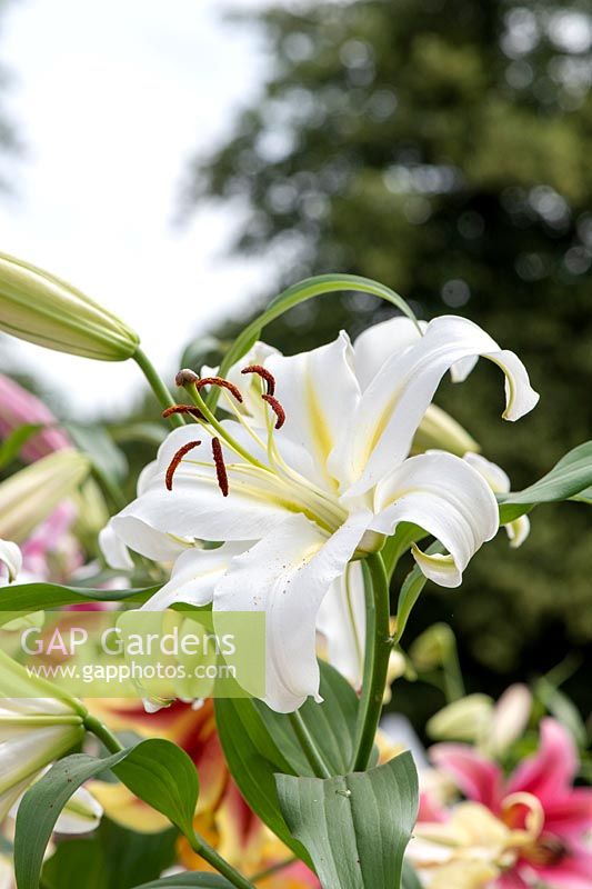 Lilium 'Oriental Trumpet Cocossa' - Oriental Lily