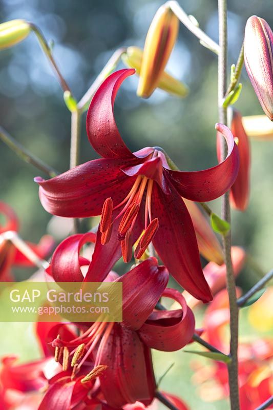 Lilium 'Red velvet' - Asiatic Hybrid Lily