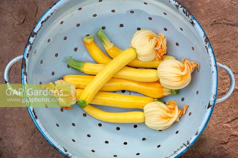 Cucurbita pepo - Harvested Yellow courgettes