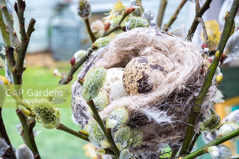 Birds nest and eggs sitting in pussy willow