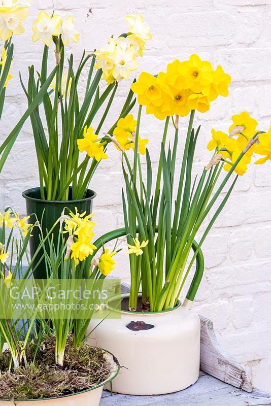 Narcissus 'Quail' planted in a enamel teapot