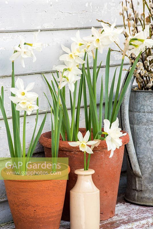 Narcissus 'Thalia' in terracotta containers and cut flowers in pottery vase
