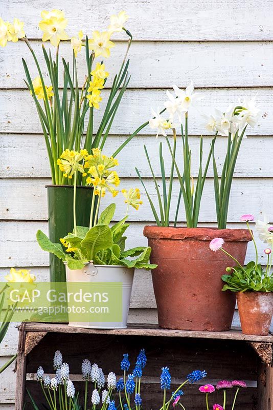 Colourful spring container display on wooden boxes with narcissus, muscari, cowslips and bellis perennis