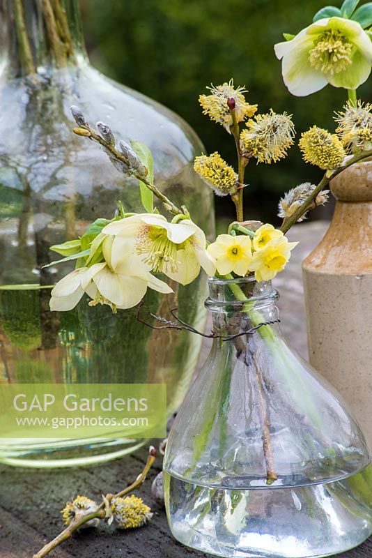 Helleborus and Narcissus 'Minnow' flowers displayed in old glass bottle. 