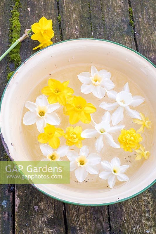 Floating narcissus flowers in enamel bowl