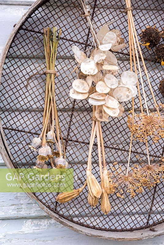 Air dried floral seedheads, including honesty, alliums, poppies, sunflowers and tulips, hanging from an old sieve on a wooden background