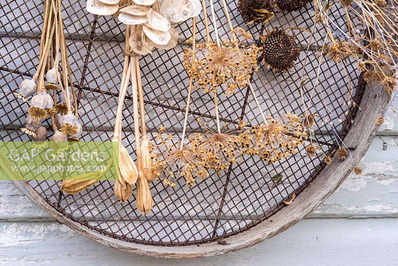 Air dried floral seedheads, including honesty, alliums, poppies, sunflowers and tulips, hanging from an old sieve on a wooden background