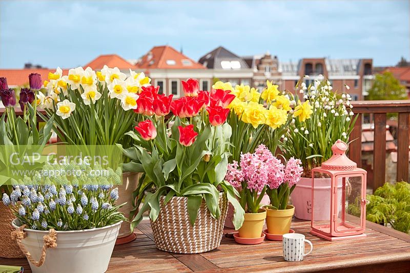 Display of flowering bulbs in pots on a table with rooftops beyond