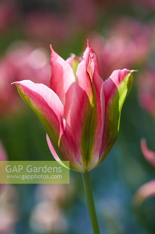 Tulipa 'Virichic'