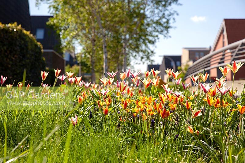 Mixed tulips naturalised in grass in a suburban or town setting
