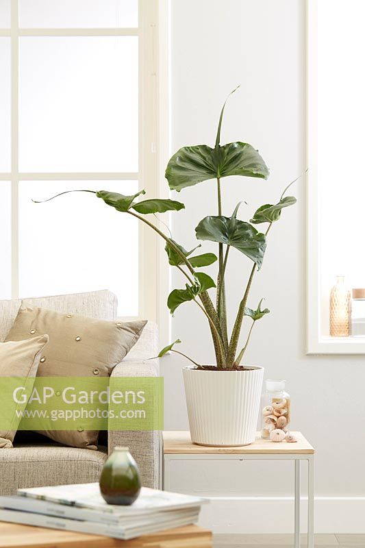 Alocasia 'Stingray' in pot grown as houseplant indoors