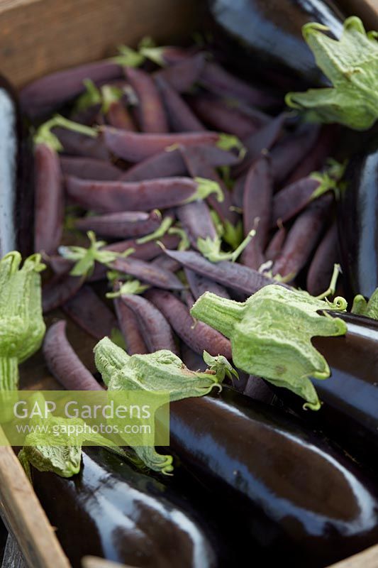 Harvested pea pods and aubergines in wooden crate