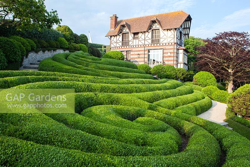 Phillyrea angustifolia in spirals. Les Jardins D'etretat, Normandy, France. 
