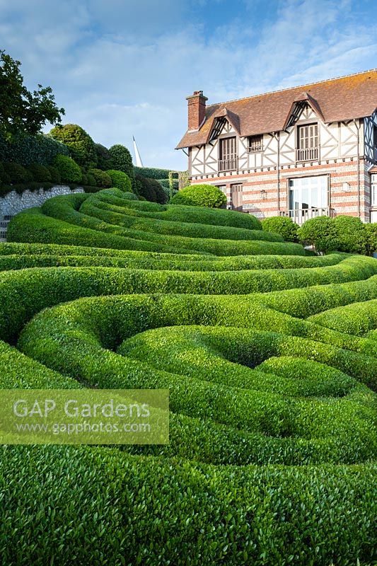 Spiral sculpted hedges of Phillyrea angustifolia. Les Jardins D'etretat, Normandy, France. 